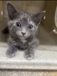 BROWNIE JR. - Photo 1