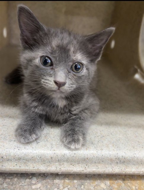 BROWNIE JR. - Domestic Short Hair available for adoption