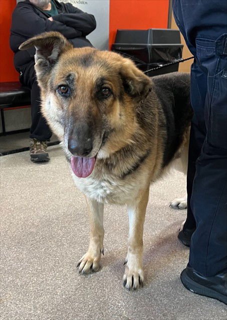 MALAIKA - German Shepherd Dog available for adoption