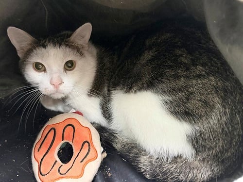 PUPILS - Domestic Short Hair available for adoption