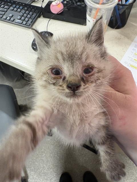 A797809 - Domestic Short Hair available for adoption