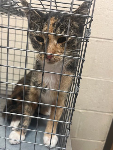 POOKIE - Domestic Short Hair available for adoption