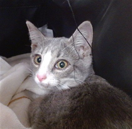 OPALITE - Domestic Short Hair available for adoption