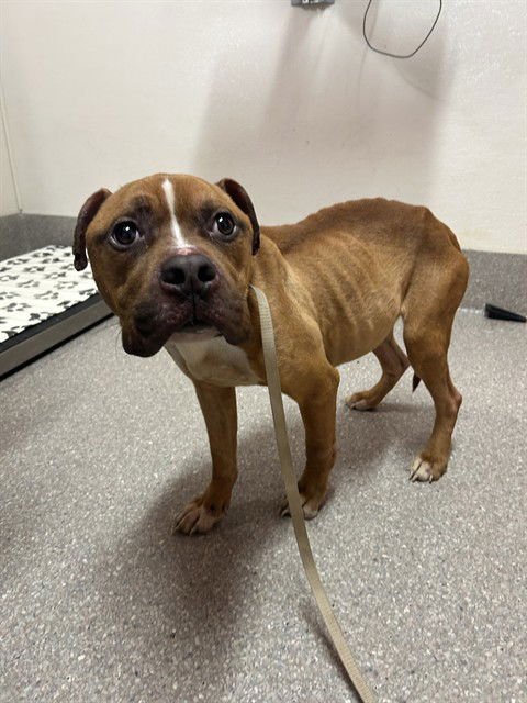 COCO CRAZE - Pit Bull Terrier available for adoption