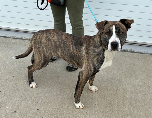 HAPPY HOUR - Staffordshire Bull Terrier available for adoption