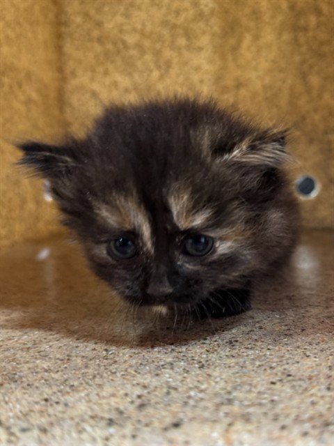 LIL' HAMMIE - Domestic Short Hair available for adoption