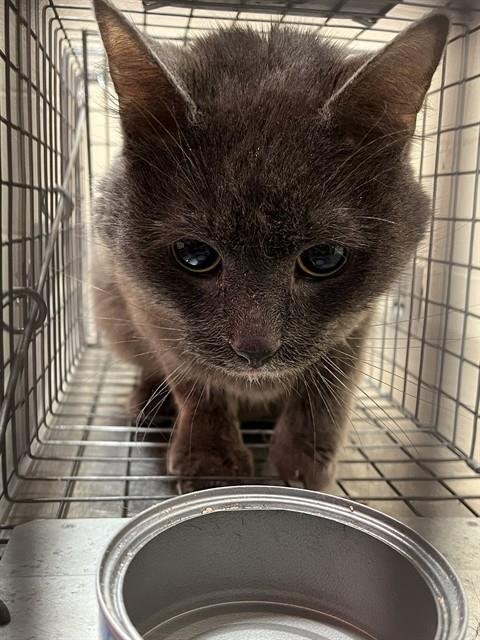 A794592 - Domestic Short Hair available for adoption