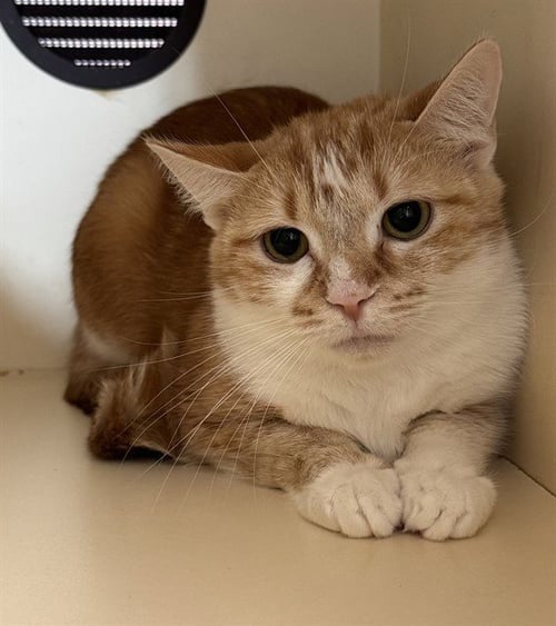 MAYBELLE - Domestic Short Hair available for adoption