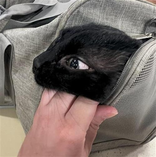 BENNY - Domestic Short Hair for adoption in Louisville