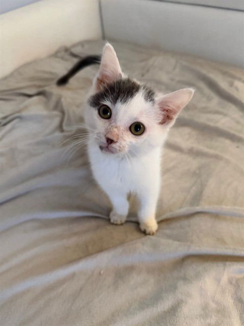 MR. KRABS - Domestic Short Hair available for adoption