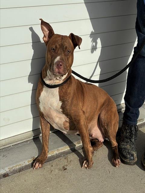 JAZZY - Pit Bull Terrier available for adoption