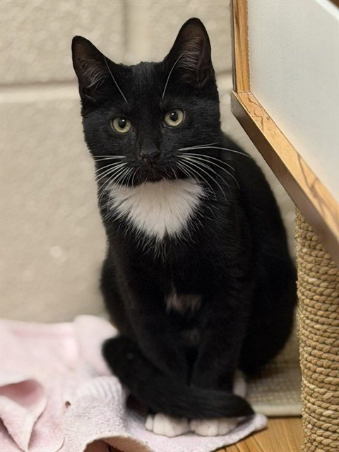 EDGAR ALLEN PAW - Domestic Short Hair available for adoption
