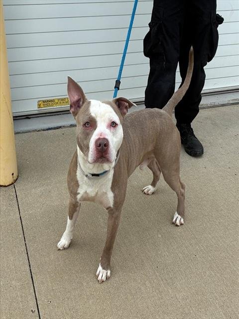 GUSTOPHER - Pit Bull Terrier available for adoption