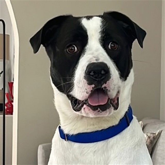 GOOSE - Labrador Retriever available for adoption