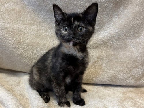 DAISY - Domestic Short Hair available for adoption