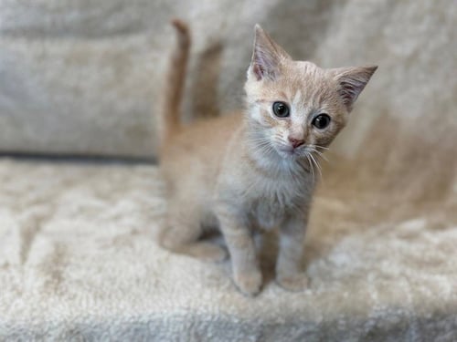 JIMMY DARLING - Domestic Short Hair available for adoption