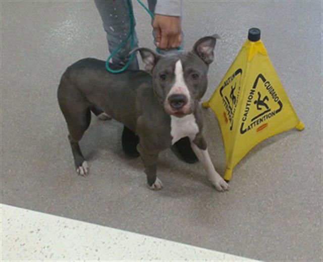 HONEY BEE - Staffordshire Bull Terrier available for adoption