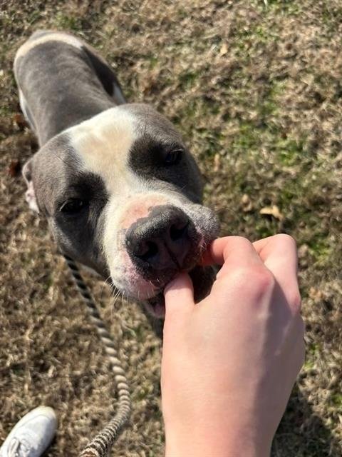 SPIKEY VAN BUREN - Pit Bull Terrier available for adoption