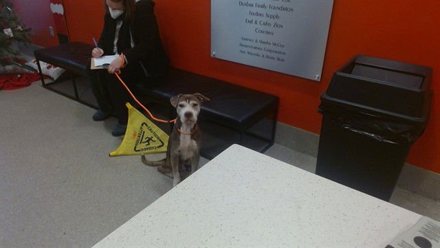 SCHHNUMKINS - Pit Bull Terrier available for adoption