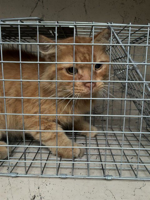 A765075 - Domestic Short Hair available for adoption