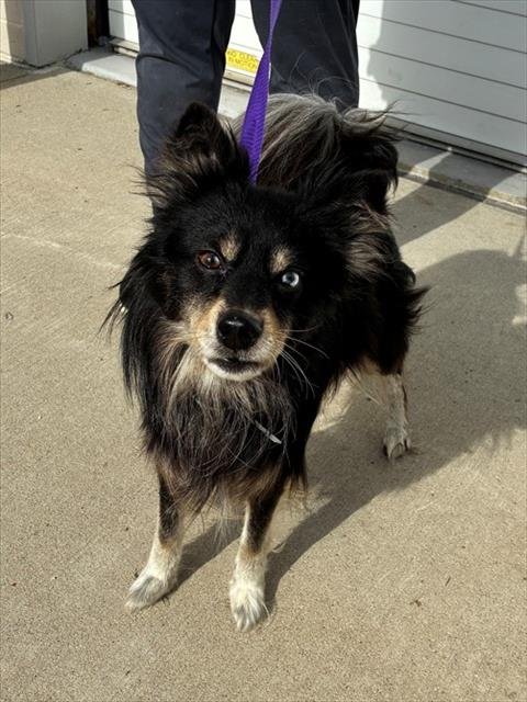 ORANGE SLICE - Pomeranian available for adoption