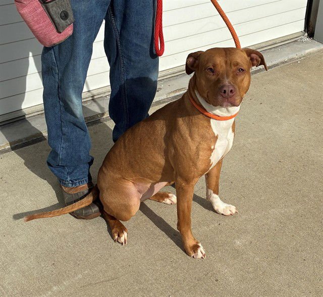 LENNA - Pit Bull Terrier available for adoption
