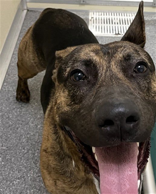 KANDY KANE - German Shepherd Dog available for adoption