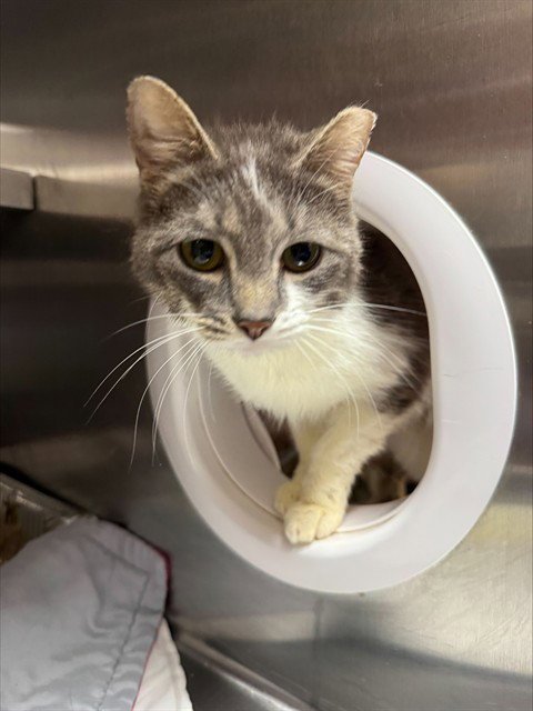 SHA'CARRI - Domestic Short Hair available for adoption