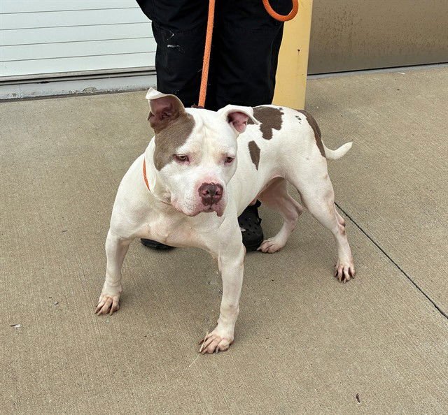 MIKE WAZOWSKI - Pit Bull Terrier available for adoption