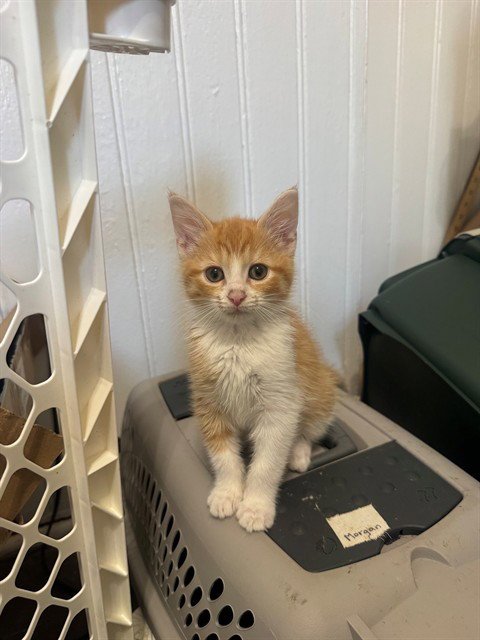 REBA - Domestic Short Hair available for adoption