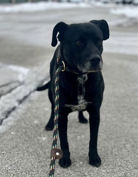 JUAN CARLOS - Labrador Retriever available for adoption