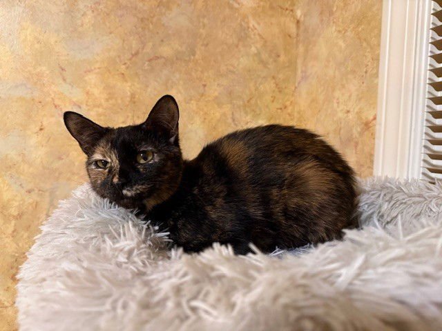 ZOE - Domestic Short Hair available for adoption