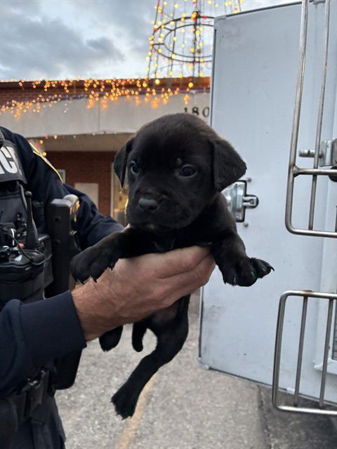 LEVI LOVE - Pit Bull Terrier available for adoption