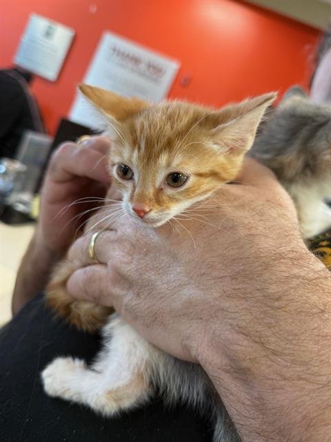 CHEDDAR BAY - Domestic Short Hair available for adoption