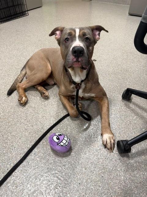 LITTLE MAN - Pit Bull Terrier available for adoption