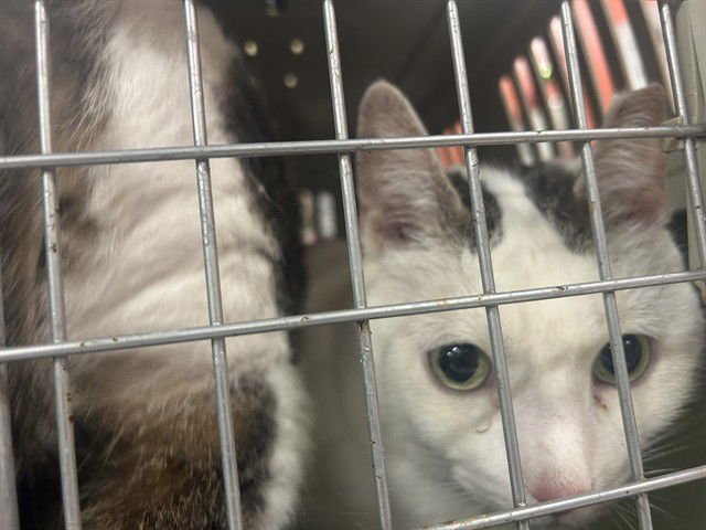 ALLEN - Domestic Short Hair available for adoption