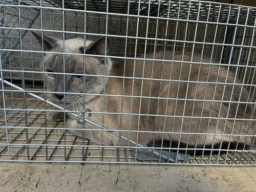 ICHABOD CRANE - Domestic Short Hair available for adoption