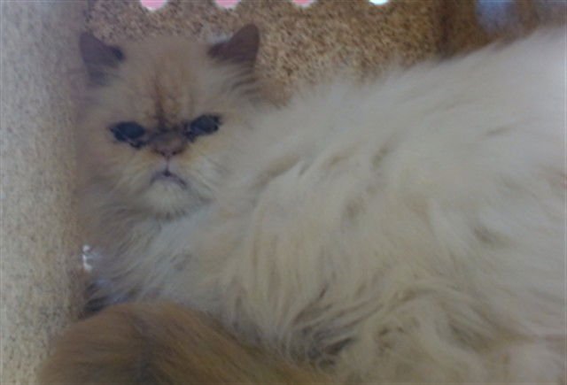 SHRIMP - Persian available for adoption