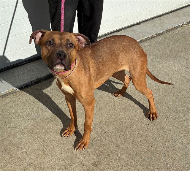 SAMUS ARAN - Pit Bull Terrier available for adoption