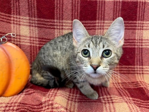 HEATHER FEATHER - Domestic Short Hair available for adoption