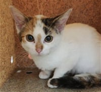PURRRFECTION - Photo 1