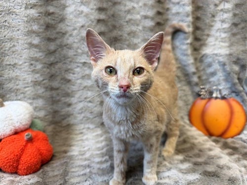 PUMPKIN PURR - Domestic Short Hair available for adoption
