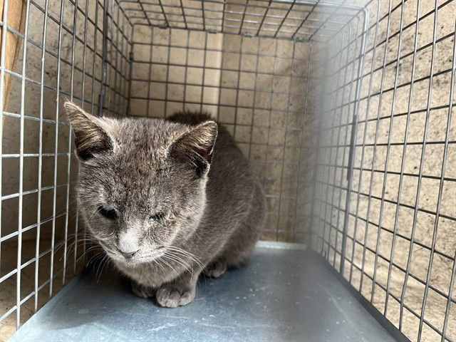 LADY DANBURY (CLEO) - Domestic Short Hair available for adoption