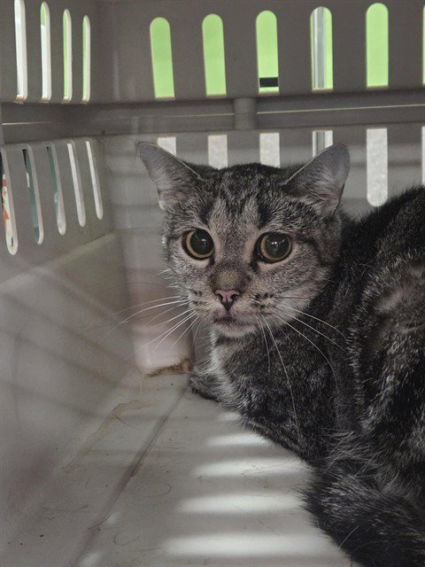 A799954 - Domestic Short Hair available for adoption