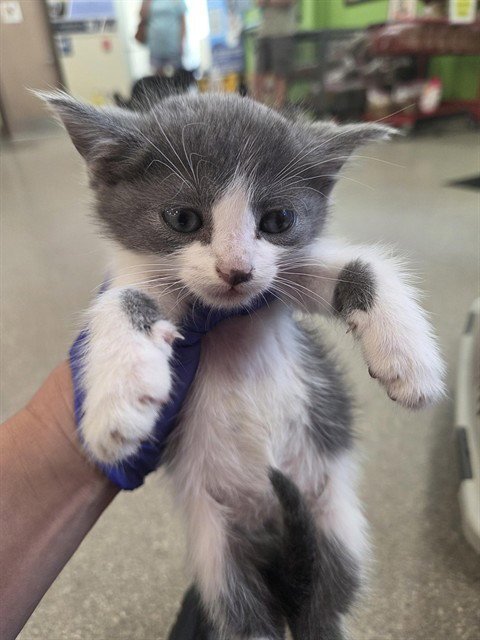 PARFAIT - Domestic Short Hair available for adoption