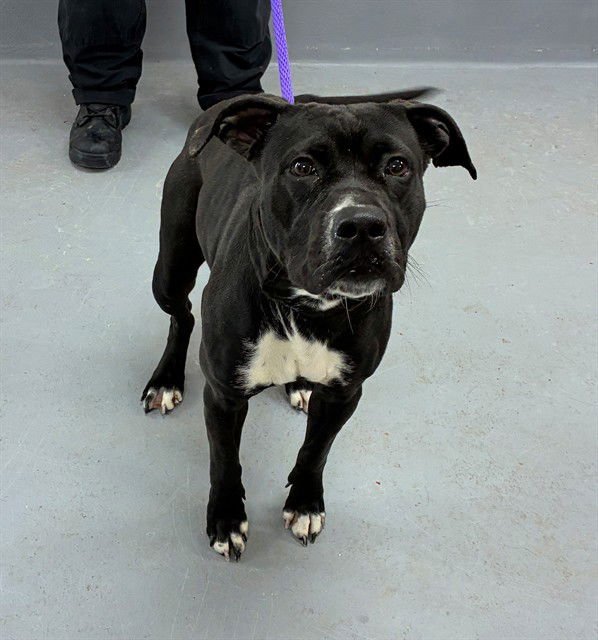 SOPHIE BAEK - Pit Bull Terrier available for adoption