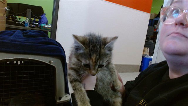 APHRODITE - Domestic Short Hair available for adoption