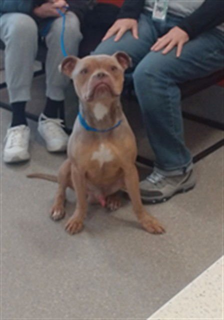 TOBIAS HANKEL - Staffordshire Bull Terrier available for adoption