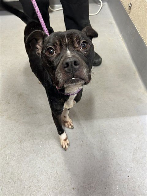 MILO'S KITCHEN - Pit Bull Terrier available for adoption