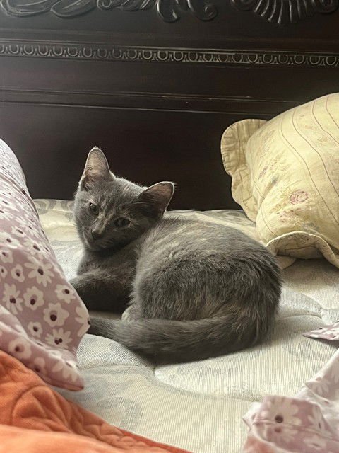 EARL - Domestic Short Hair available for adoption